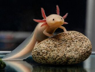 Can Axolotls Live Out Of Water