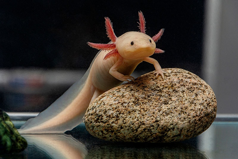 Can Axolotls Live Out Of Water