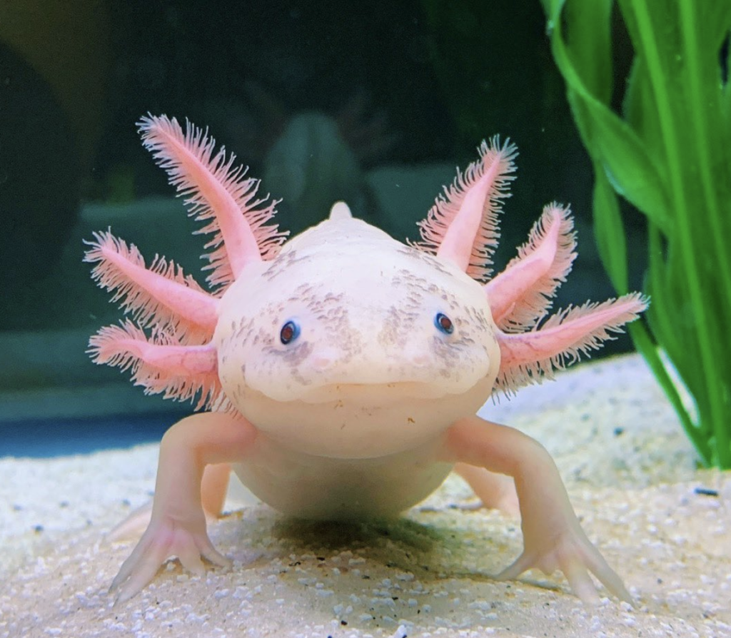 Can Axolotls Live Together