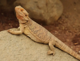 Can Bearded Dragons Eat Cockroaches