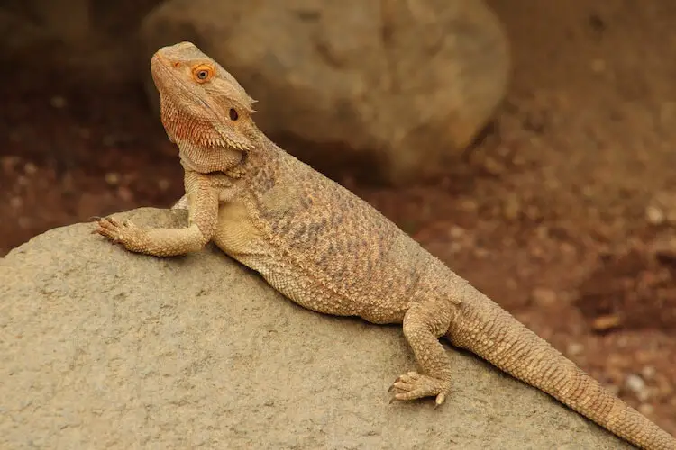 Can Bearded Dragons Eat Cockroaches