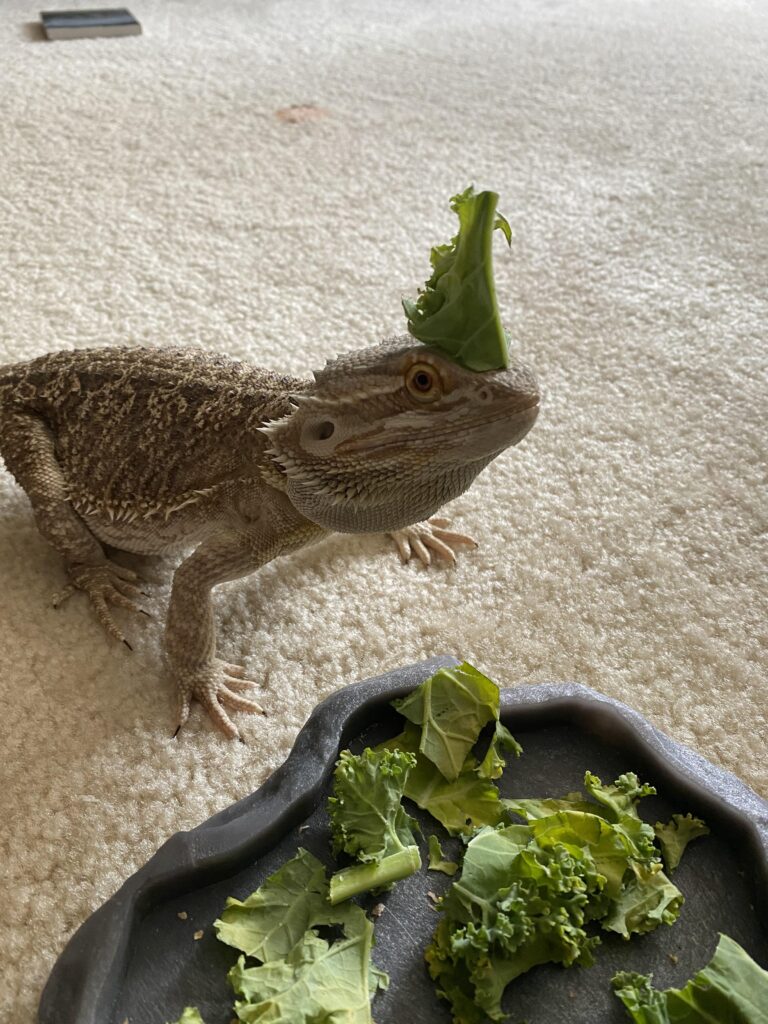 Can Bearded Dragons Eat Kale