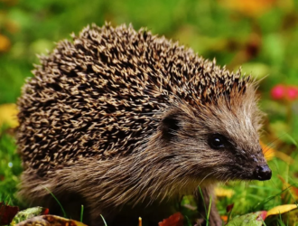 Can Hedgehogs Eat Carrots