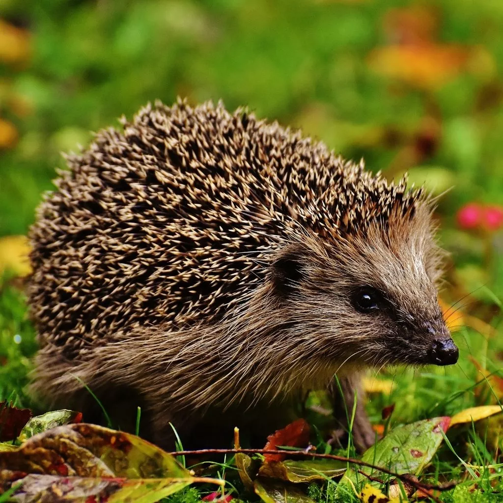 Can Hedgehogs Eat Carrots