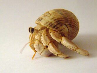 Can Hermit Crabs Drown