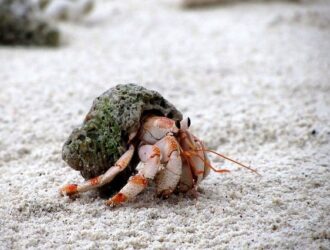 Can Hermit Crabs Eat Strawberries