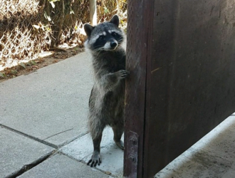 Can Raccoons Open Doors
