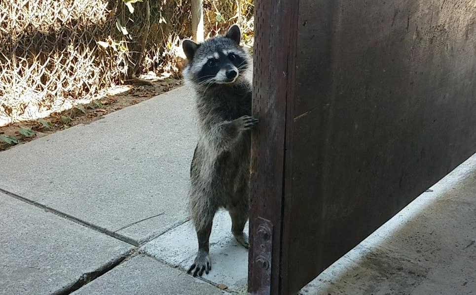 Can Raccoons Open Doors