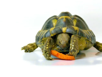 Can Russian Tortoises Eat Carrots