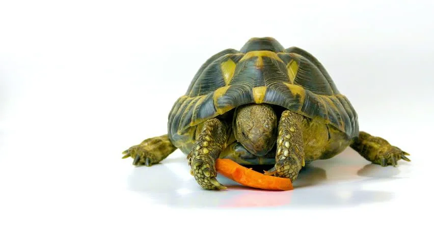 Can Russian Tortoises Eat Carrots