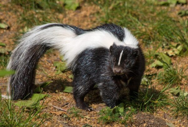 Can Skunks Climb Trees