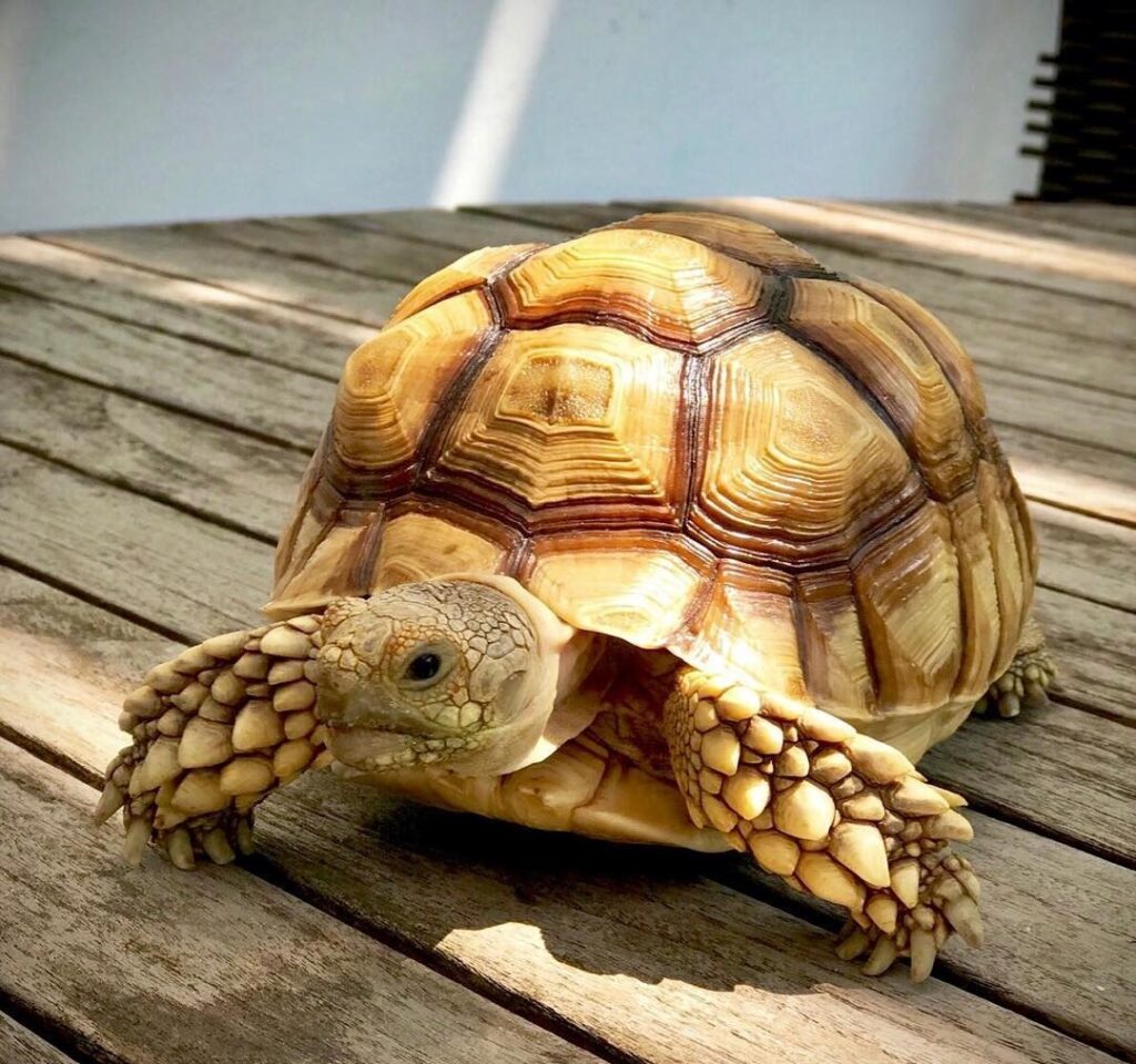 Can Sulcata Tortoises Eat Grapes