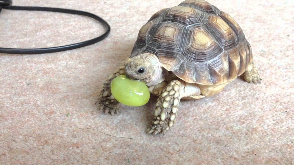 Can Tortoises Eat Grapes