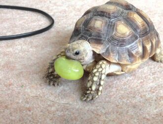 Can Tortoises Eat Grapes