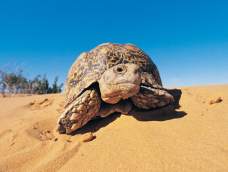 Can Tortoises Eat Mango