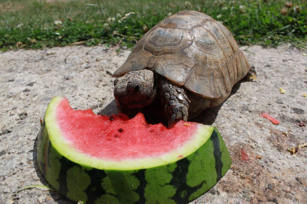 Can Tortoises Eat Watermelon