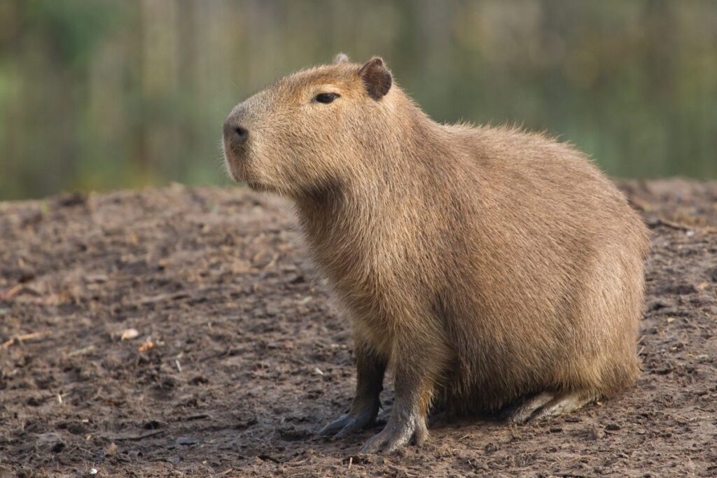 What States Are Capybaras Legal In