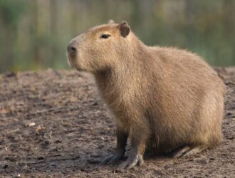 What States Are Capybaras Legal In