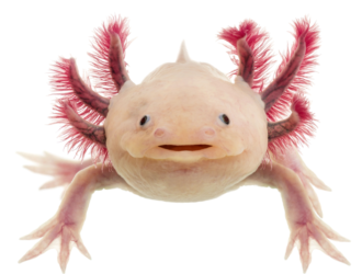 Do Axolotls Have Teeth