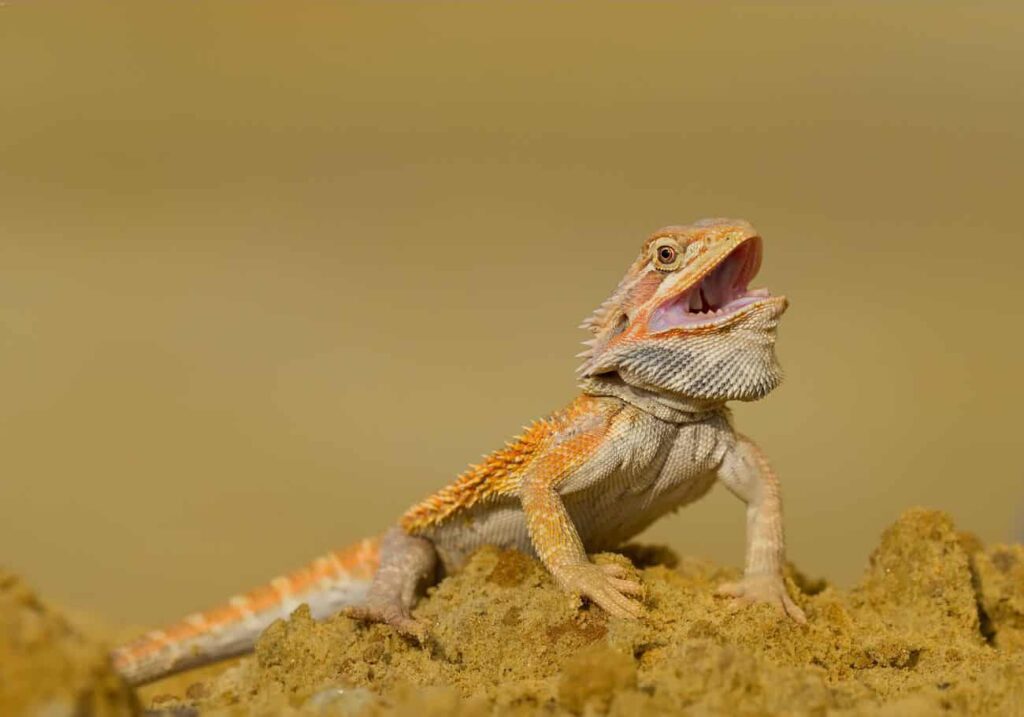 Do Bearded Dragons Bite