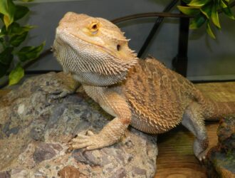 Do Bearded Dragons Have A Third Eye