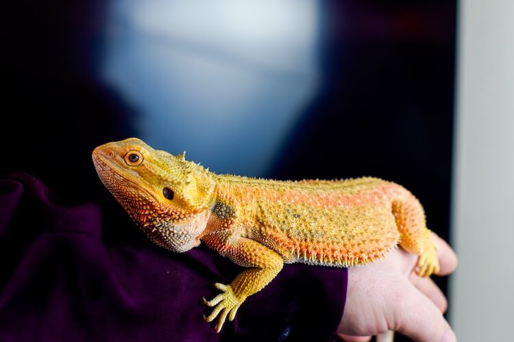 Do Bearded Dragons Pee