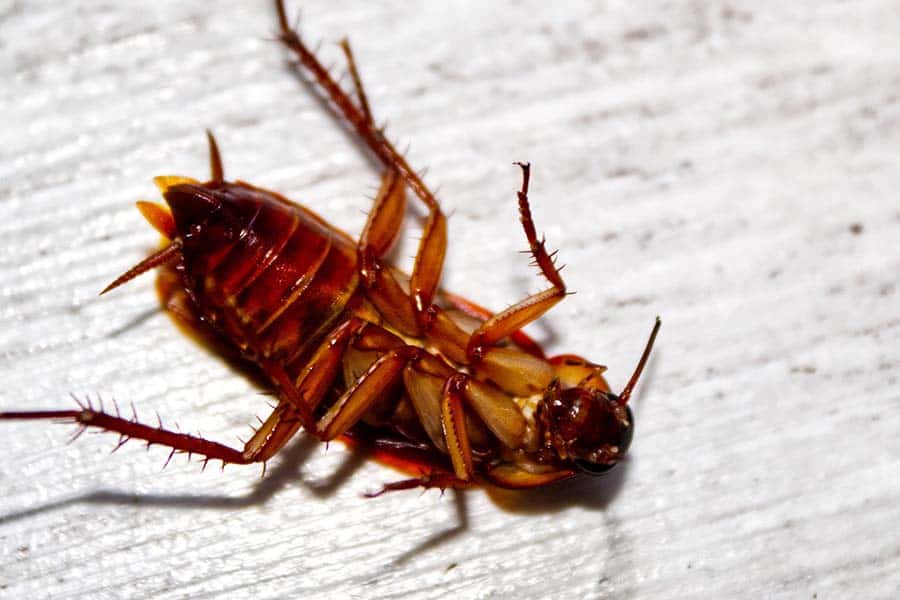 Do Cockroaches Sleep On Their Backs
