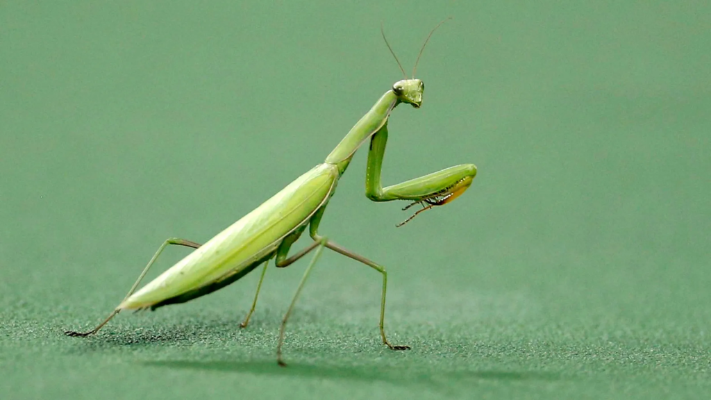 Do Praying Mantises Have Wings