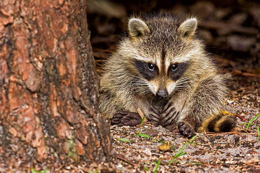 Do Raccoons Come Out During The Day