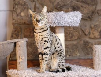 Do Savannah Cats Shed