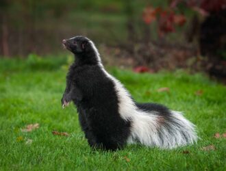 Do Skunks Come Out In The Daytime