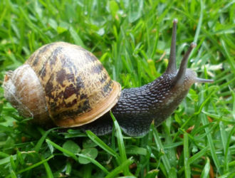 Do Snails Eat Grass