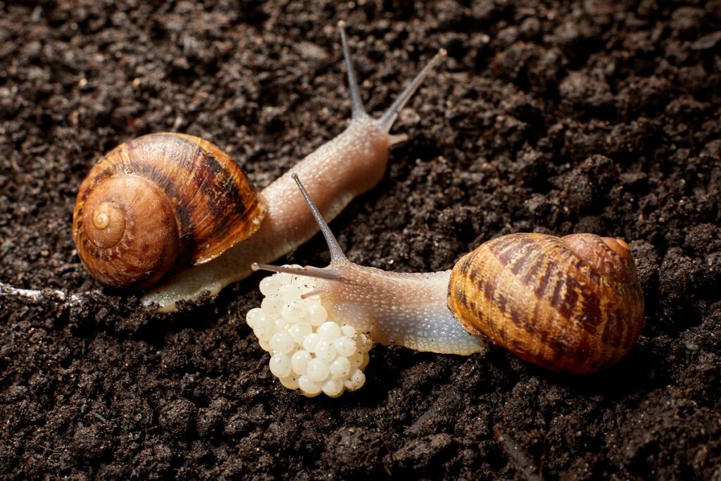 How Often Do Mystery Snails Lay Eggs