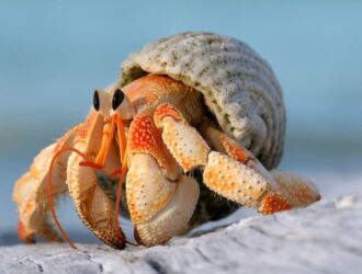 How Long Can Hermit Crabs Live Without A Shell