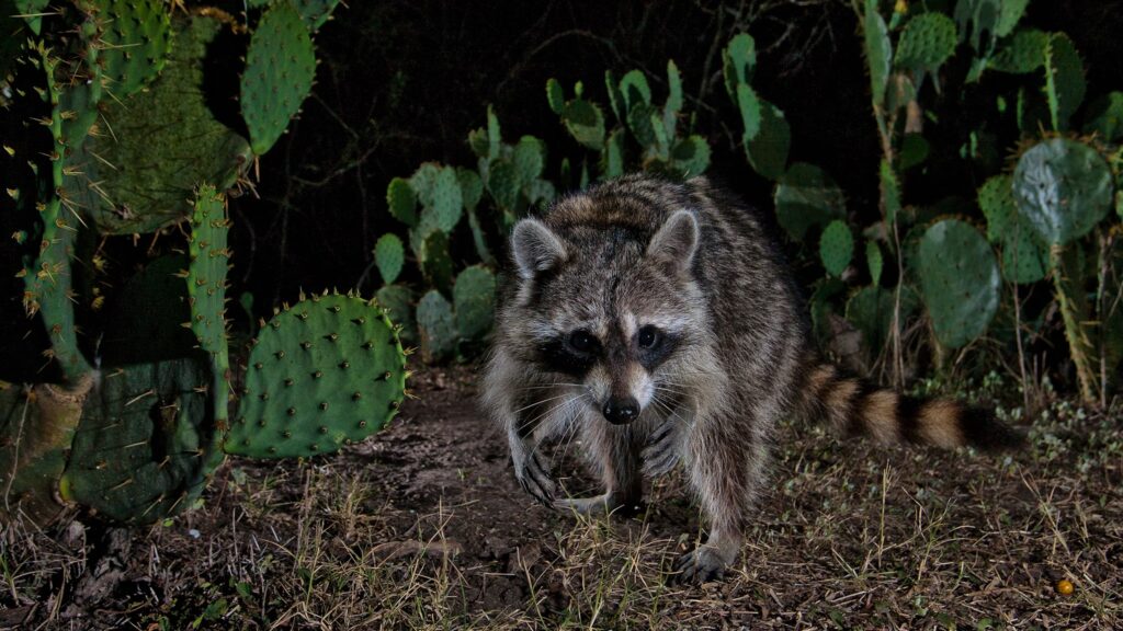 How Far Do Raccoons Travel In A Night