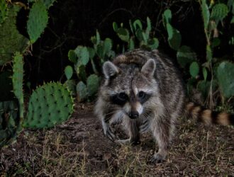 How Far Do Raccoons Travel In A Night