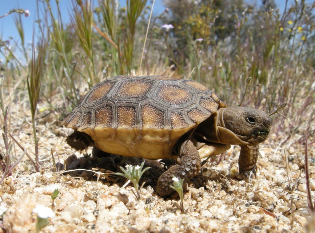 How Fast Do Tortoises Grow