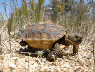 How Fast Do Tortoises Grow
