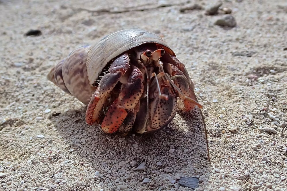 How Long Do Hermit Crabs Sleep