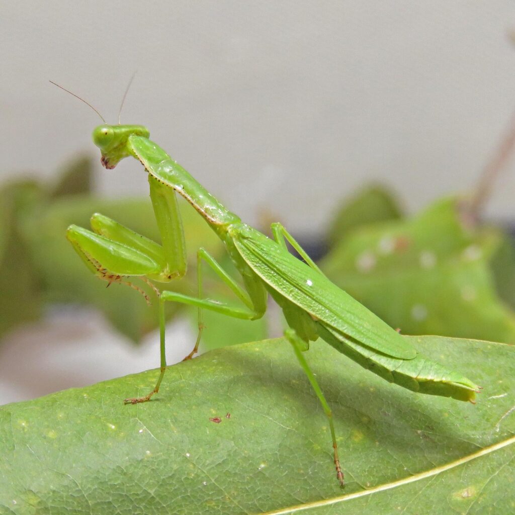 How Long Do Praying Mantises Live In Captivity