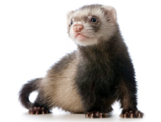 How Often Do Ferrets Poop