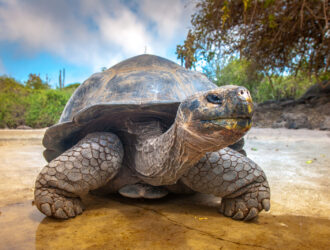 How Smart Are Tortoises