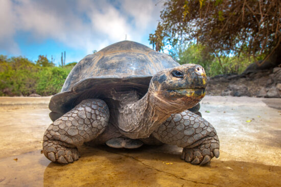 How Smart Are Tortoises