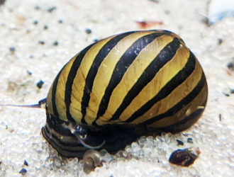 How To Breed Nerite Snails