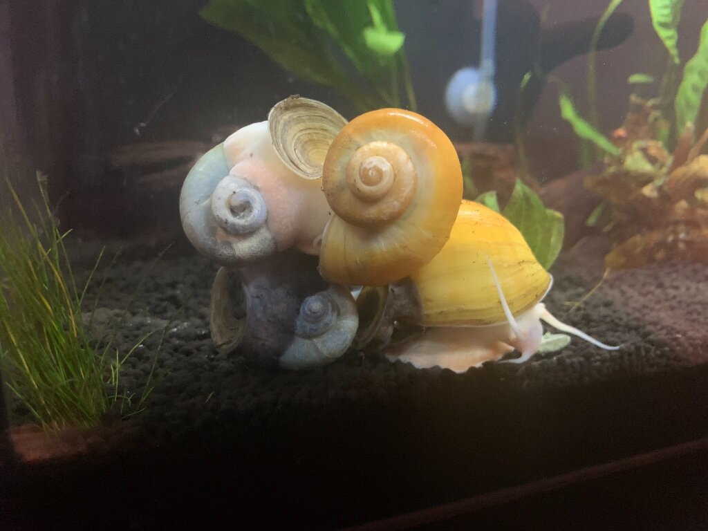How To Do Mystery Snails Mate