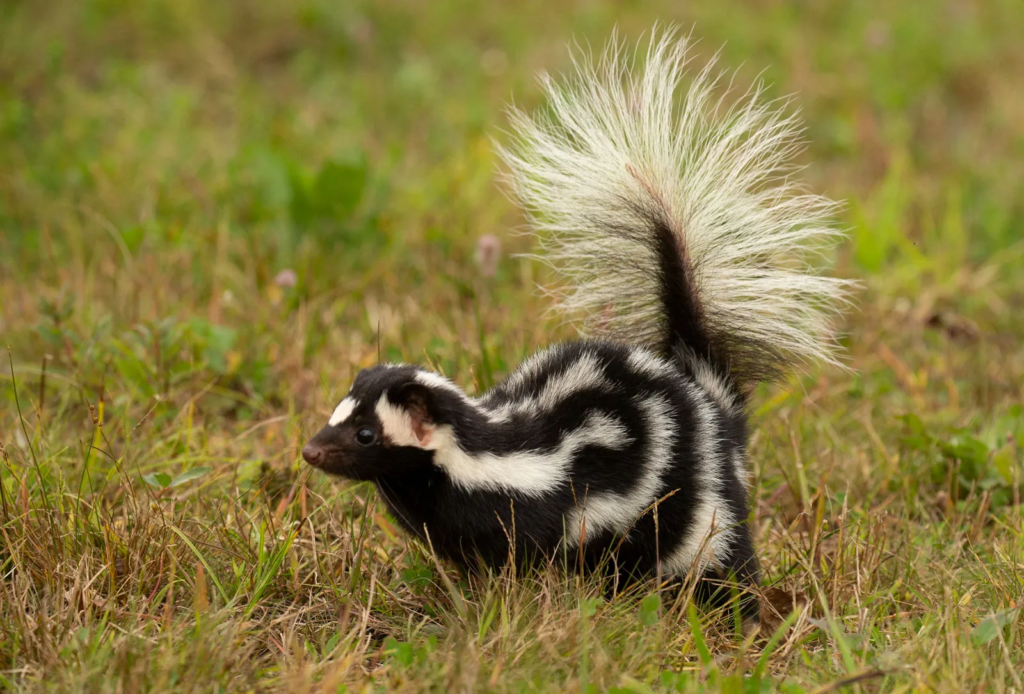 How To Get Rid Of Skunks From Under Your House