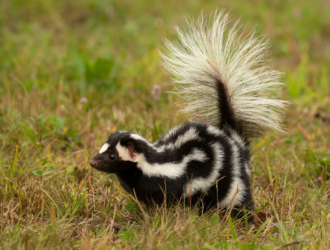 How To Get Rid Of Skunks From Under Your House