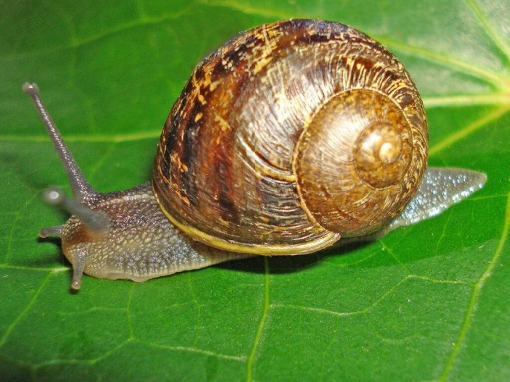 How To Get Rid Of Snails In A Garden