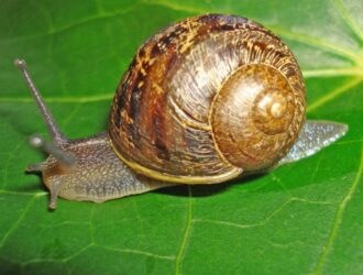 How To Get Rid Of Snails In A Garden