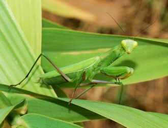 Are Praying Mantises Carnivores